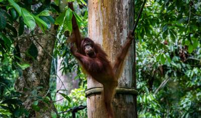 Jornadas: O Melhor de Bornéu National Geographic — 2