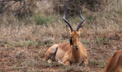 Nairobi To Johannesburg (94 Days) — 2