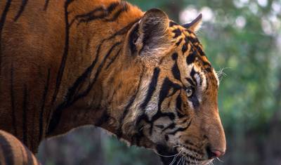 Triângulo Dourado com Ranthambore (Safári na Selva) e Rishikesh Espiritual — 2