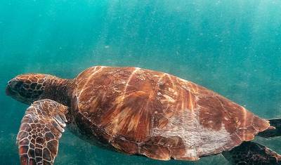 Absolutne Galapagos (Grand Daphne) — 3