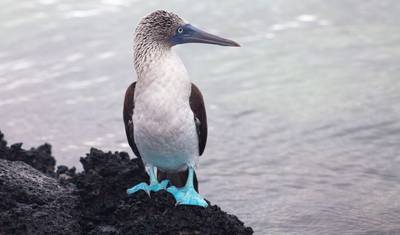 Galápagos Clássico: Ilhas Centrais Orientais (Grand Queen Beatriz) — 5