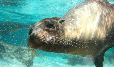 Galapagos Explorer: Wyspy Południowe (Grand Queen Beatriz) — 2