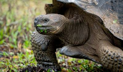 Galapagos Explorer: Wyspy Południowe (Grand Queen Beatriz) — 5