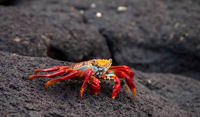 Galapagos Explorer: Wyspy Południowe (Grand Queen Beatriz) — 3
