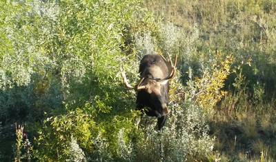 8-dniowy odkrywca Grand Teton i Yellowstone — 5