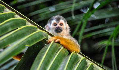 Costa Rica – Da Floresta Nublada à Costa — 5