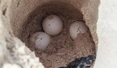 Costa Rica – The Sea Turtle Initiative — 4