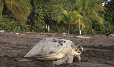 Costa Rica – The Sea Turtle Initiative — 2