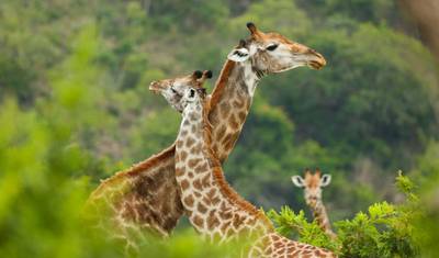 South Africa – Wildlife Conservation Experience — 2