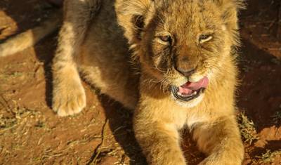 South Africa – Wildlife Conservation Experience — 5