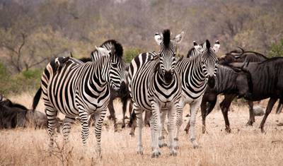 South Africa – Wildlife Conservation Experience — 4