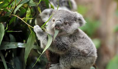 Australia – Przygoda z dziką przyrodą na wybrzeżu — 5