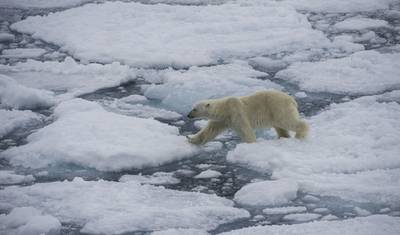 ホッキョクグマの王国：深淵への旅 — 5