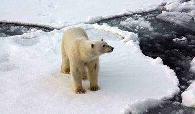 ホッキョクグマの王国：深淵への旅 — 3
