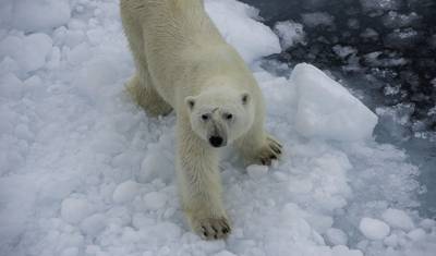 ホッキョクグマの王国：深淵への旅 — 4