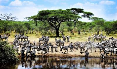 Simba Safari, Serena Lodges — 3