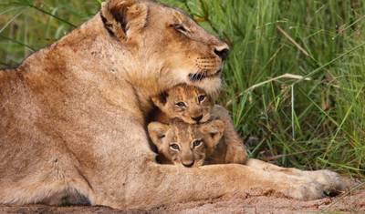 Simba Safari, Serena Lodges — 5