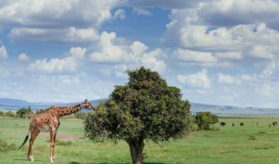 Explorador da África Oriental, Zebra Plains e Serena Lodges (Vários países) — 3