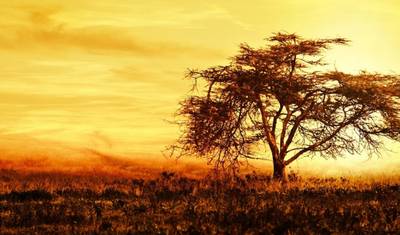كينيا كلاسيكية، Zebra Plains — 2