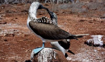 6 أيام أصيلة Me Gusta Galapagos - Santa Cruz & Isabela Islands — 5