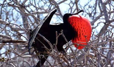 6 أيام أصيلة Me Gusta Galapagos - Santa Cruz & Isabela Islands — 4