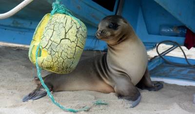 6 أيام أصيلة Me Gusta Galapagos - Santa Cruz & Isabela Islands — 3
