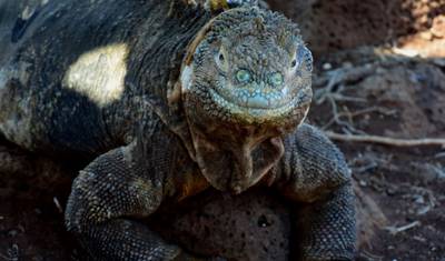6 أيام أصيلة Me Gusta Galapagos - Santa Cruz & Isabela Islands — 2