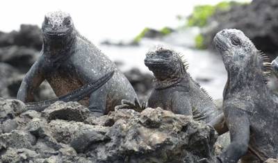 4日間 メ・グスタ・ガラパゴス サンクリストバル島 — 3