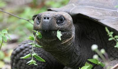 4日間 メ・グスタ・ガラパゴス サンクリストバル島 — 2