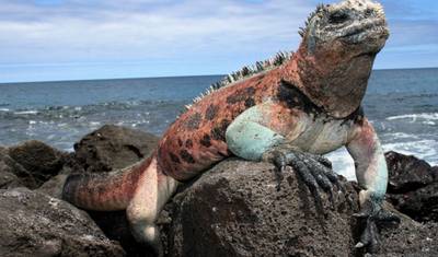 4 dni Me Gusta Galapagos Wyspa Santa Cruz — 5