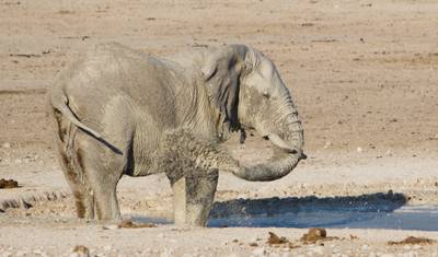 Safari de Acampamento Econômico de 6 Dias: Areia, Mar e Etosha — 4