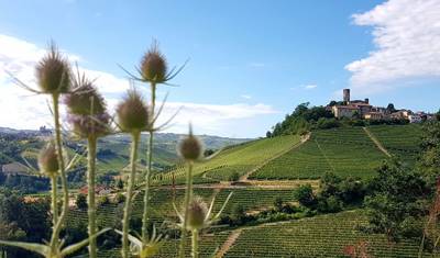 Caminhada Gastronómica Autoguiada em Barolo — 5