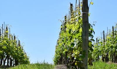 Caminhada Gastronómica Autoguiada em Barolo — 4