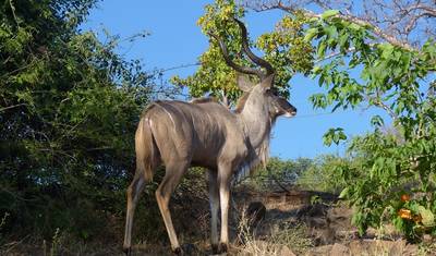 Trilha Selvagem de 9 Dias pelas Cataratas Vitória e Okavango (Acomodado) — 3