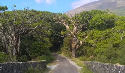 Anel de Kerry Intocado de Bicicleta — 5