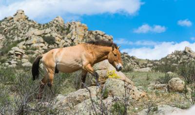 Experimente o Tour pelo Gobi Mongol — 4