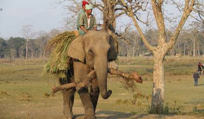 9 Noites / 10 Dias Safari em Chitwan, Nepal e Trekking com Vista para o Nascer do Sol nas Montanhas Annapurna — 5