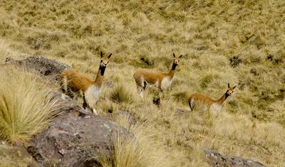 5-dniowa podróż kolorów do Machu Picchu — 4