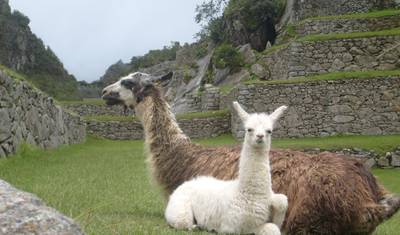 10 أيام من أبرز معالم الأنديز "Machu Picchu & Puno" مع رحلات جوية داخلية — 5