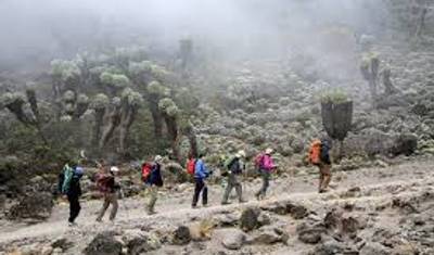 8 Dias - Escalada ao Monte Kilimanjaro - Rota Lemosho — 3