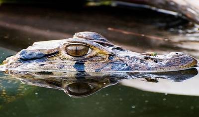 3-dniowa wycieczka po dżungli Iquitos w Maniti Eco-Lodge — 2