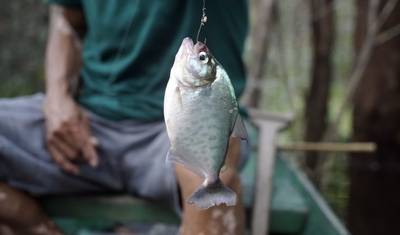 Excursão de 4 Dias pela Selva de Iquitos no Maniti Eco-Lodge — 5