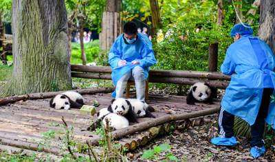 Excursão Personalizada de 8 Dias pela China com Chengdu, Chongqing e Zhangjiajie, Partida Diária (Privada) — 2