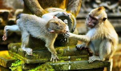 Maravilhas Naturais do Mundo: Java, Bali, Flores e Komodo, Tour Privado — 3