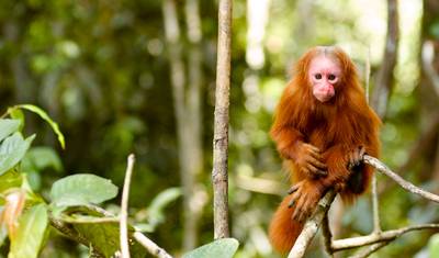 6-dniowa wycieczka po dżungli Iquitos w Maniti Eco-Lodge — 2