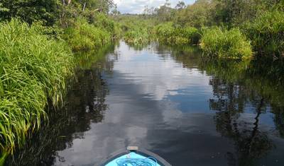 3D2N orangutany w Tanjung Puting z noclegiem na łodzi — 4