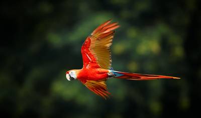 4 Dias no Amazon Lodge Reserva Cuyabeno — 4