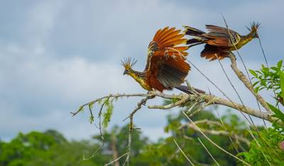 4 Dias no Amazon Lodge Reserva Cuyabeno — 5