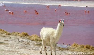 12 Dni: Od Andyjskiej Wspaniałości do Salar de Uyuni – Podróż przez Boliwię — 5