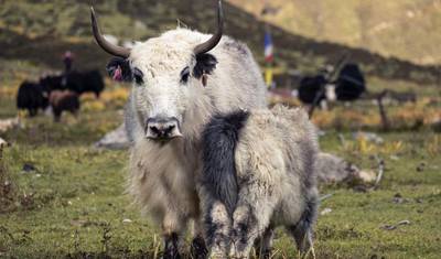 Caminhada pelo Vale de Langtang — 2